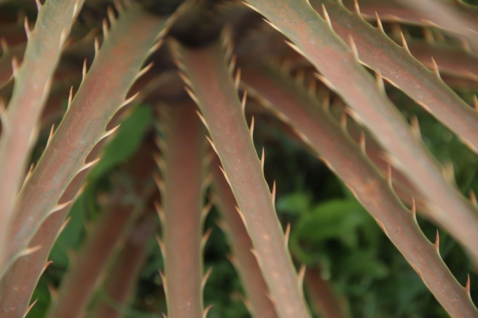 Picture of the author